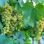 Barbera In Cascina Marenco Langhe * Cessole