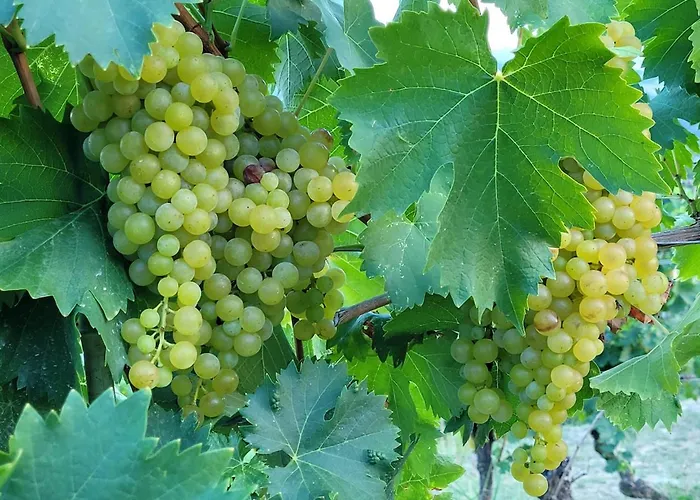 Barbera In Cascina Marenco Langhe * Cessole